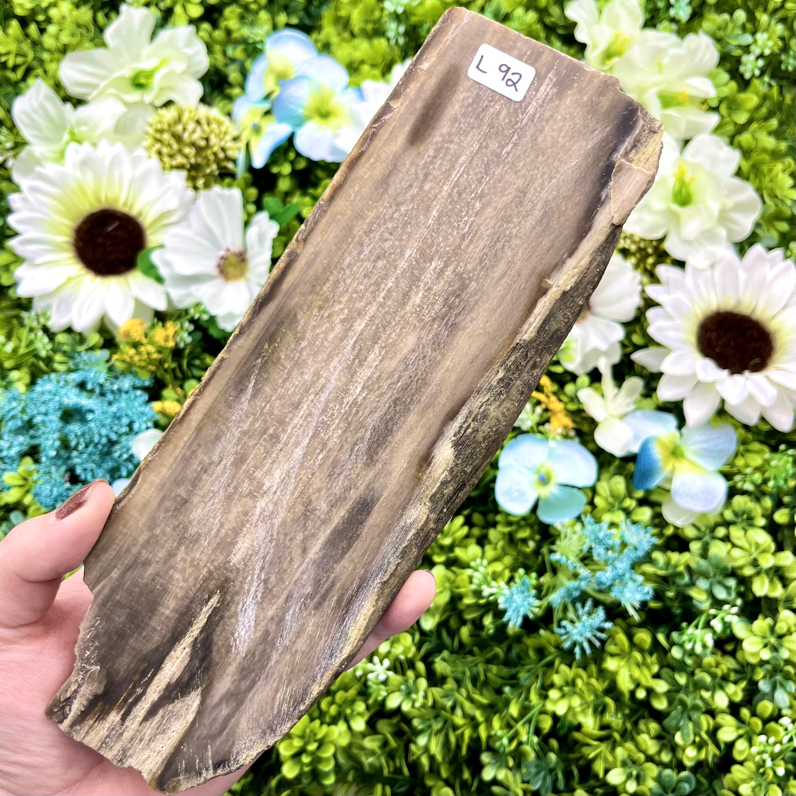 8.75 Inch Petrified Wood Slab L92