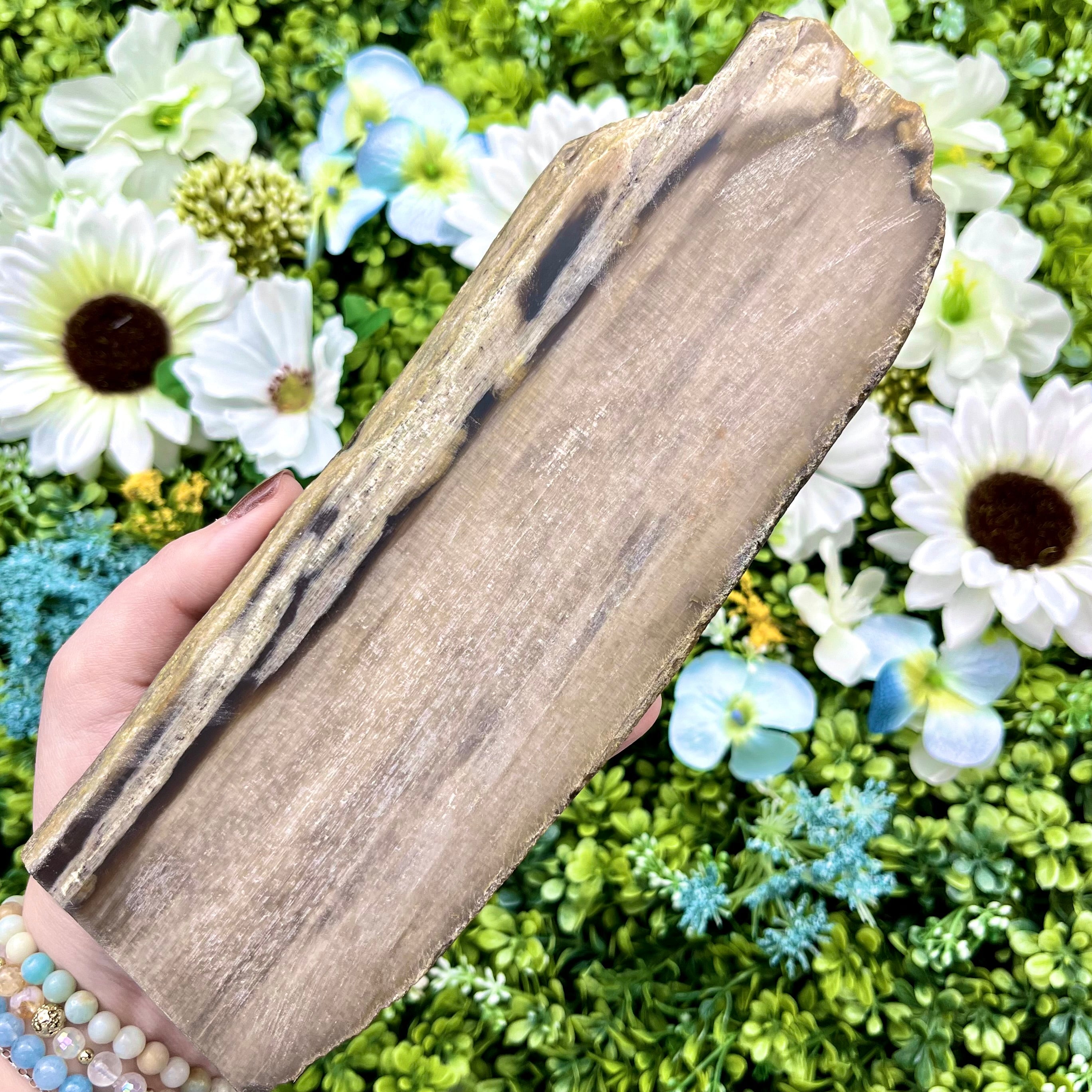 8.75 Inch Petrified Wood Slab L92
