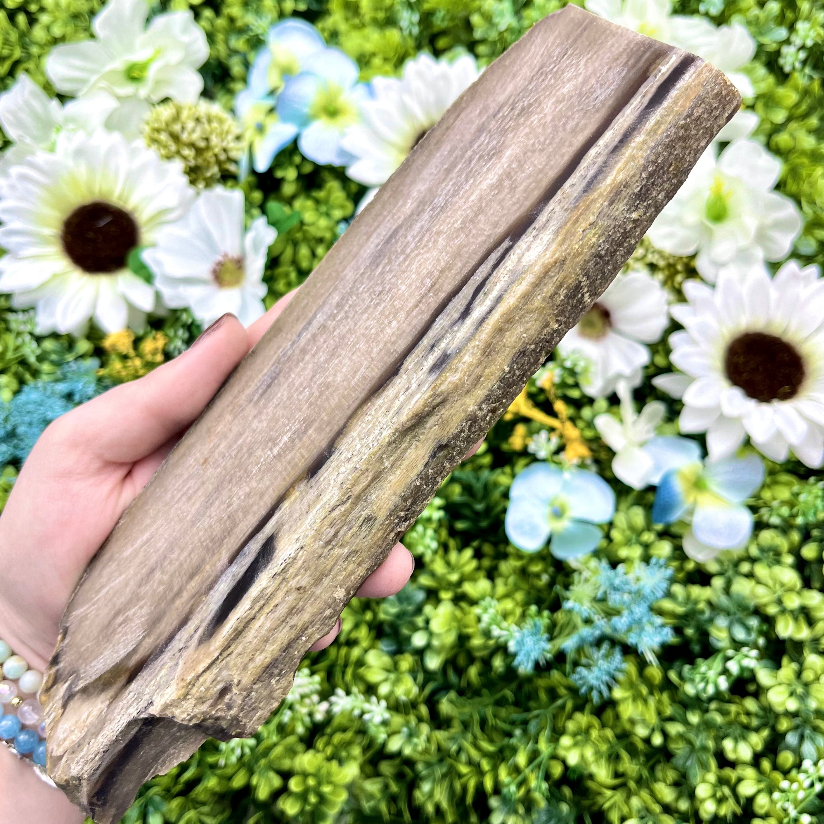 8.75 Inch Petrified Wood Slab L92