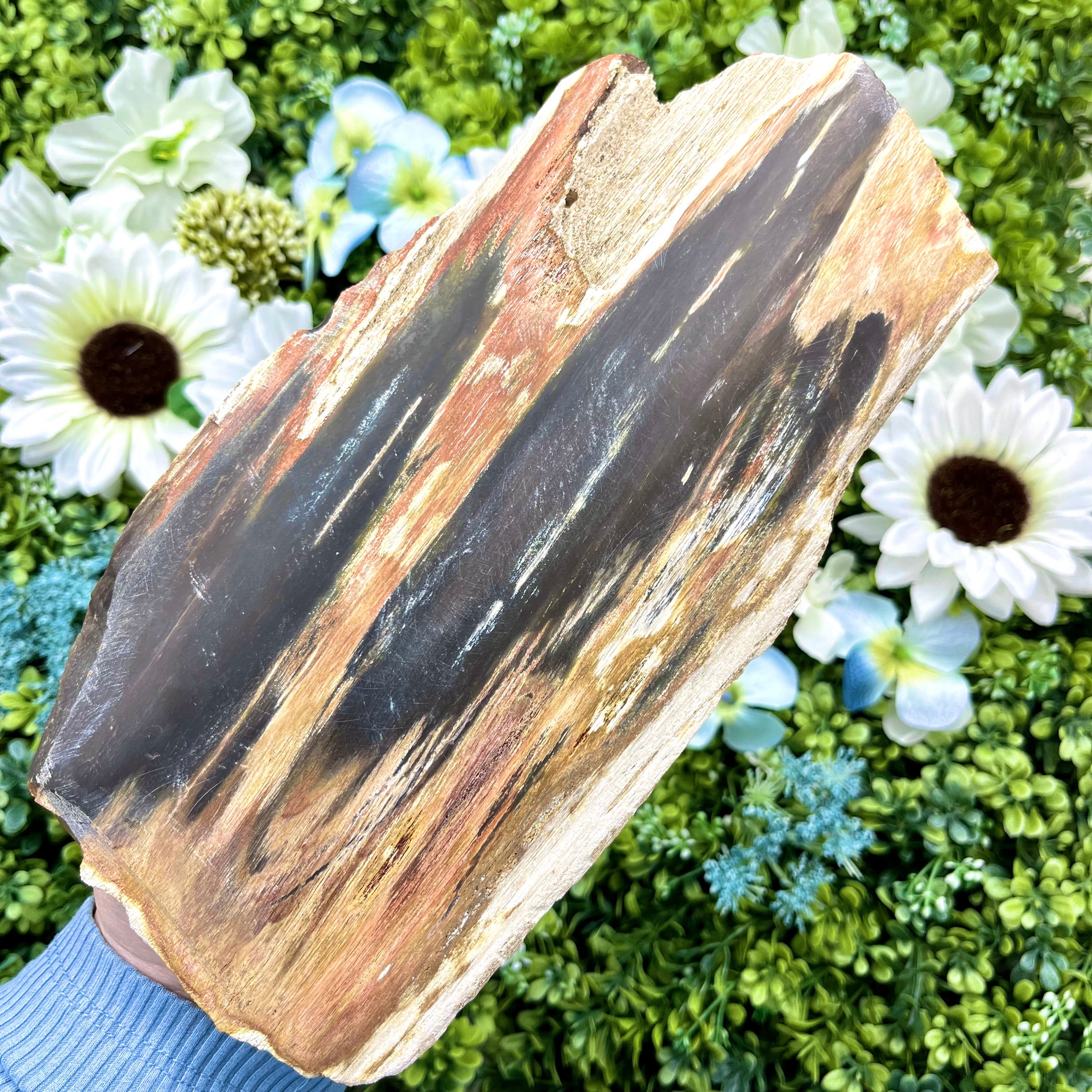9.5 Inch Petrified Wood Slab B87