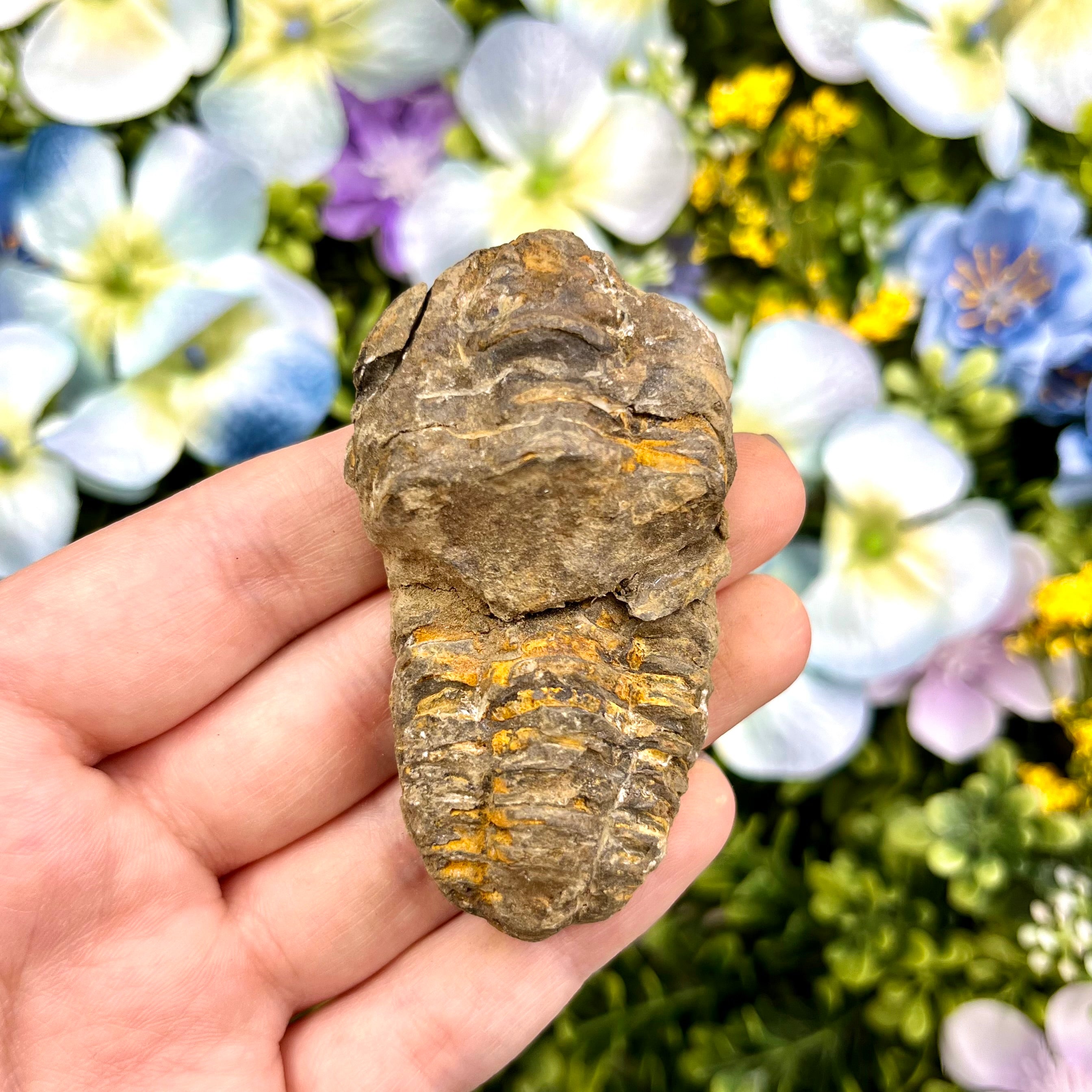2.5 Inch Trilobite Fossil T6