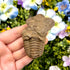 2.5 Inch Trilobite Fossil K12