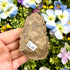 3 Inch Trilobite Fossil Q14
