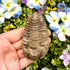 3 Inch Trilobite Fossil Q14