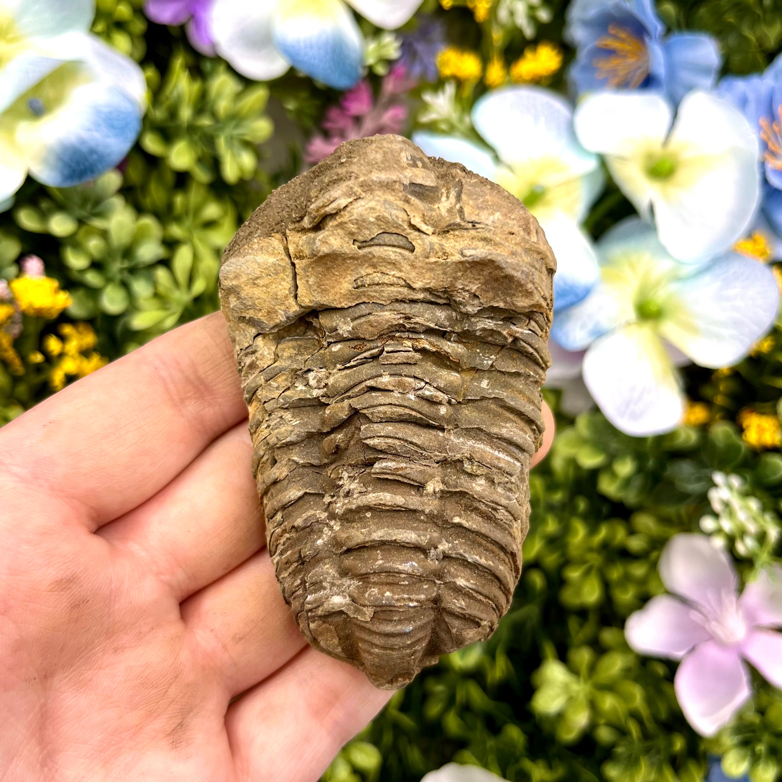 3 Inch Trilobite Fossil J15