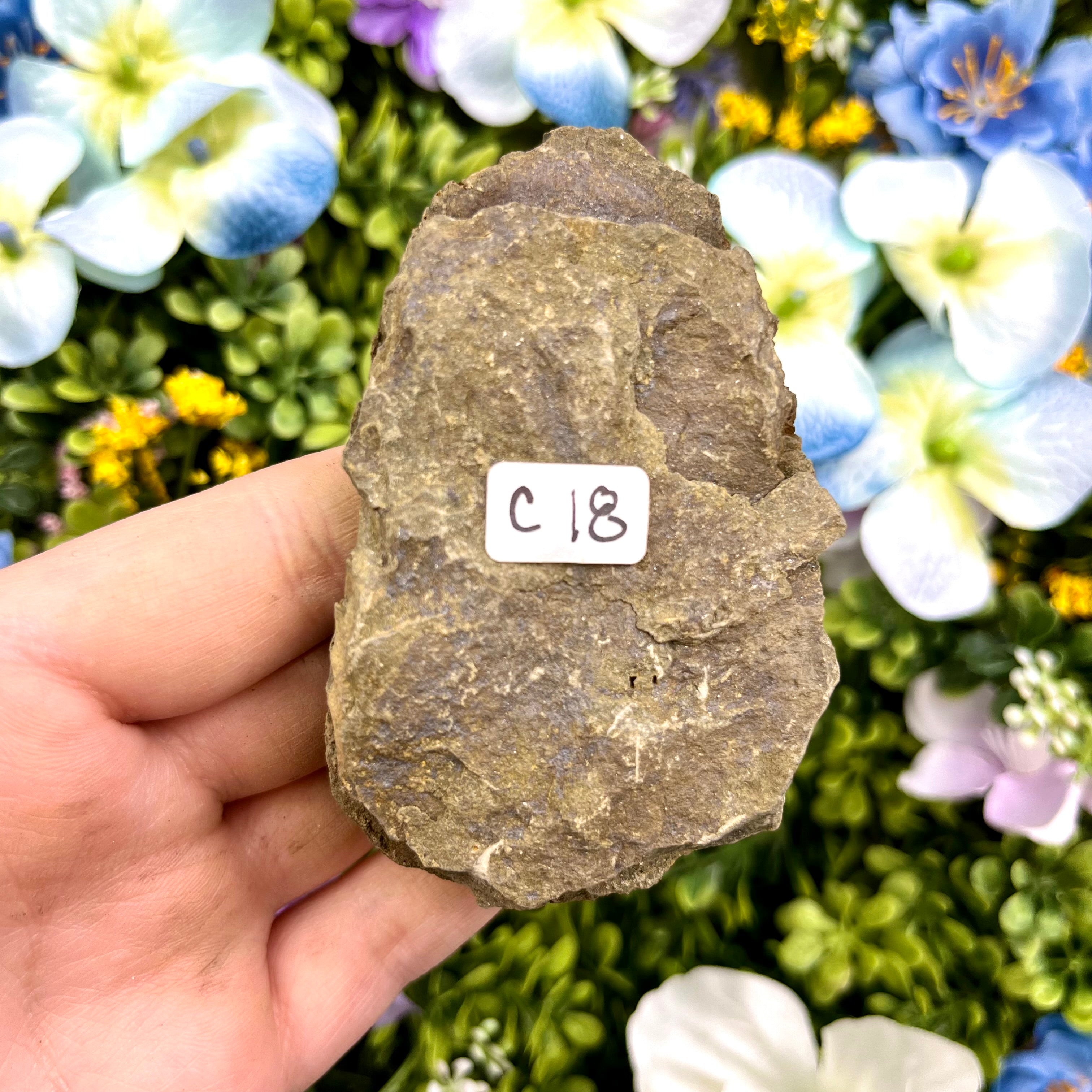 2.5 Inch Trilobite Fossil C18