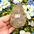 2.5 Inch Trilobite Fossil C18
