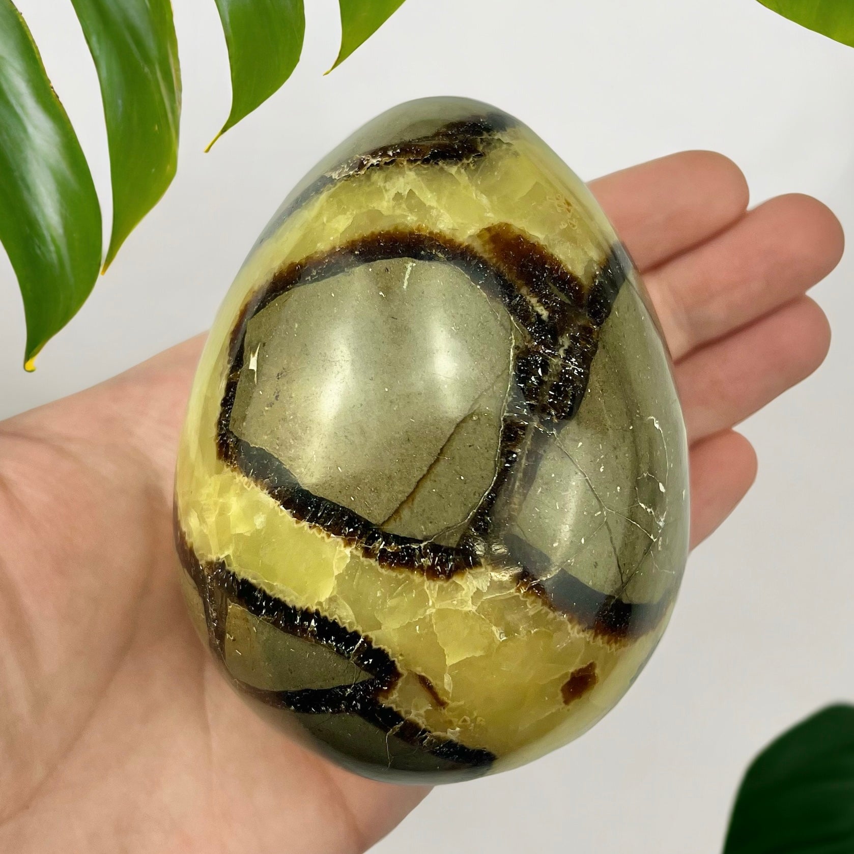 Septarian Egg