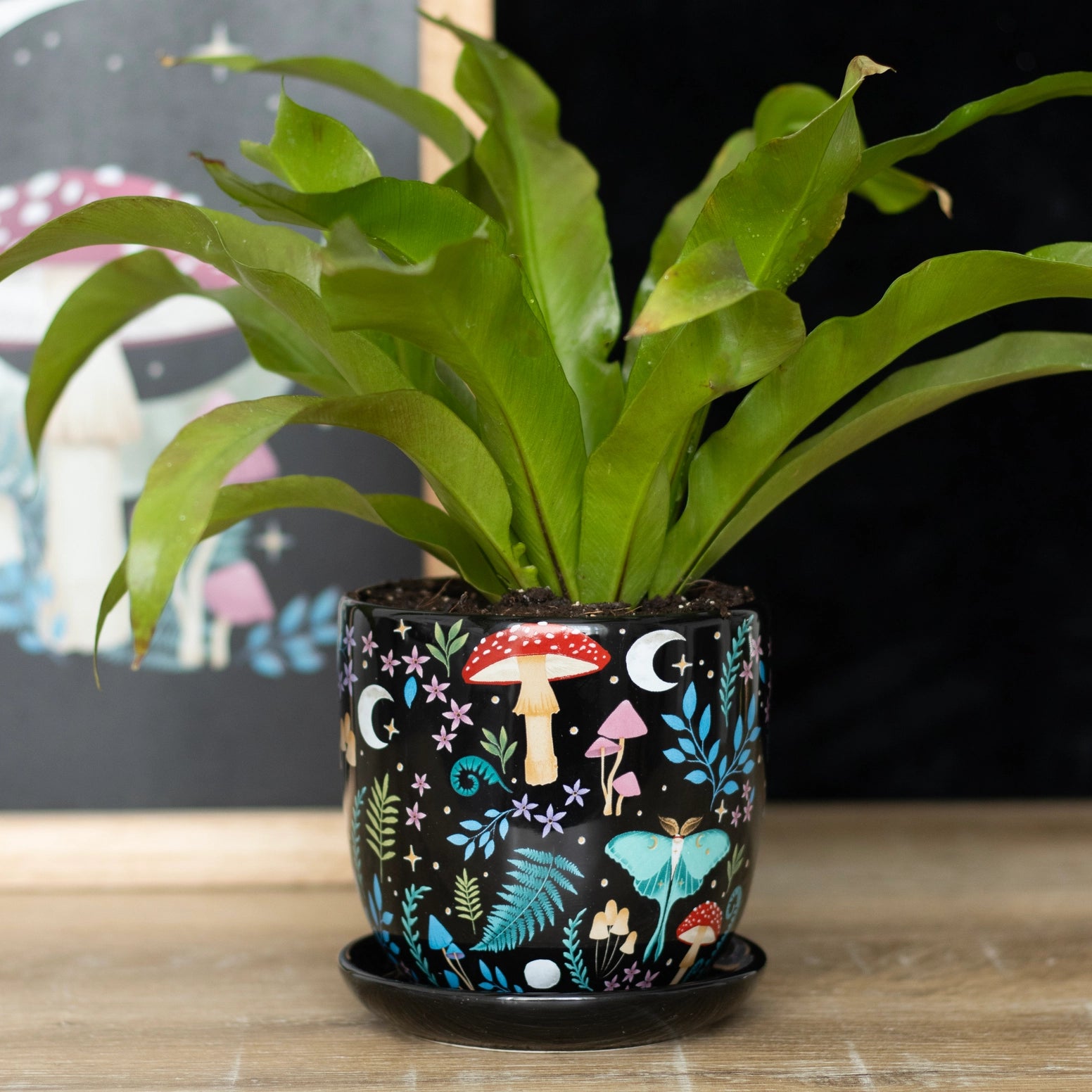 Dark Forest Boxed Planter