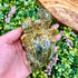 3 Inch Orbicular Ocean Jasper Hermit Crab O195