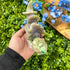 3.75 Inch Ocean Jasper Witch B298