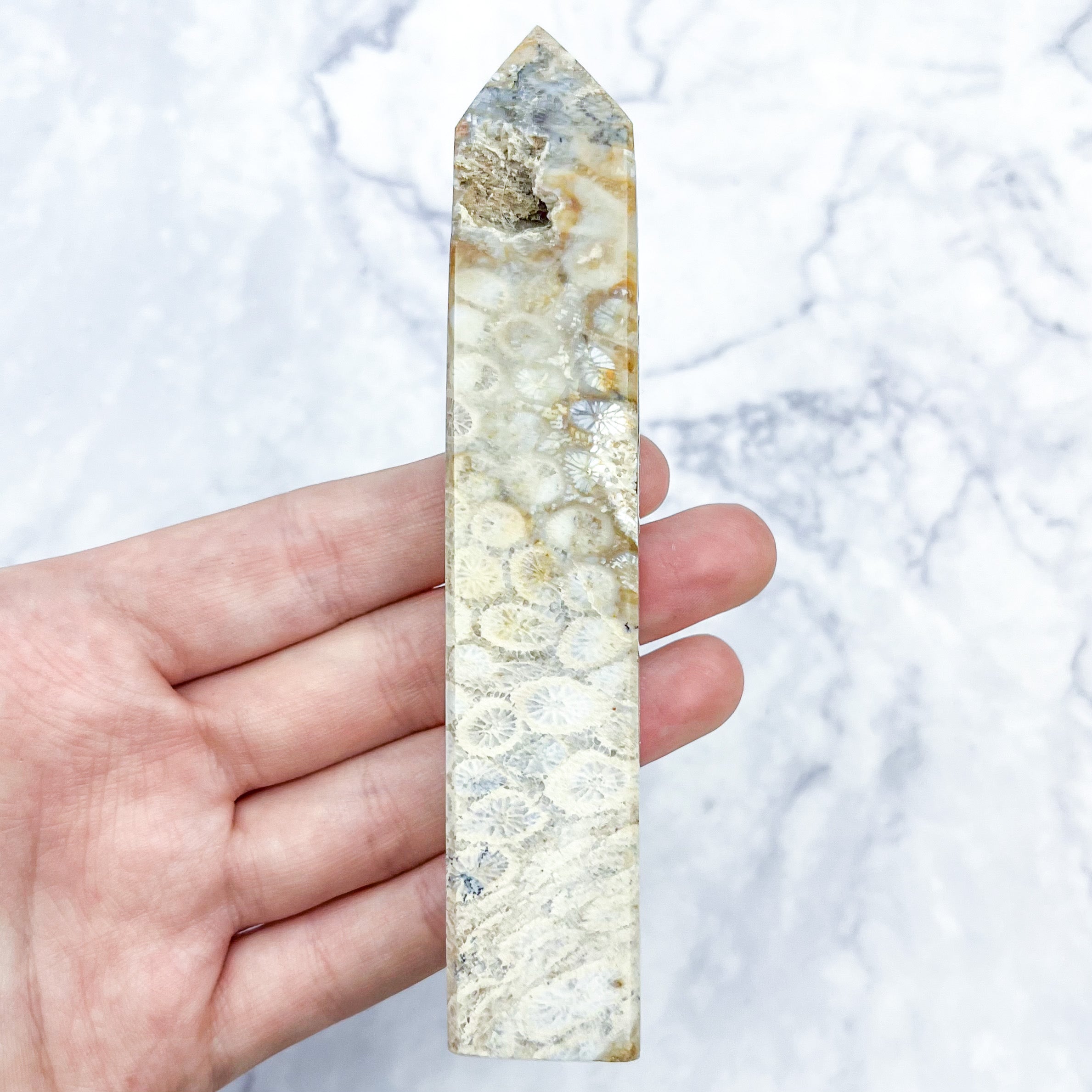 4.75 Inch Fossilized Coral Tower W17