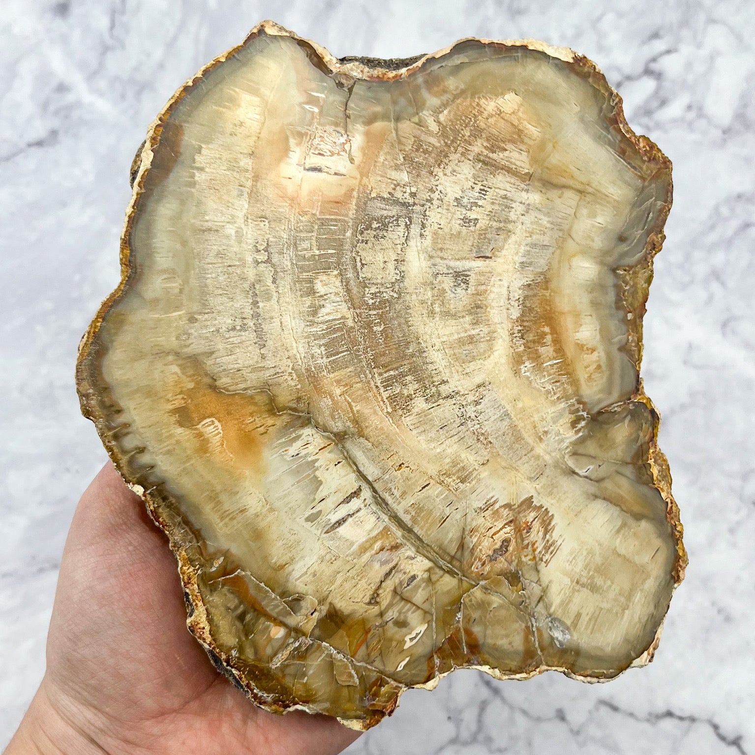 7 Inch Petrified Wood Slab N75