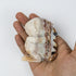3.5 Inch Ocean Jasper Dinosaur H30