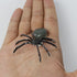 African Bloodstone Tumble Spider E7