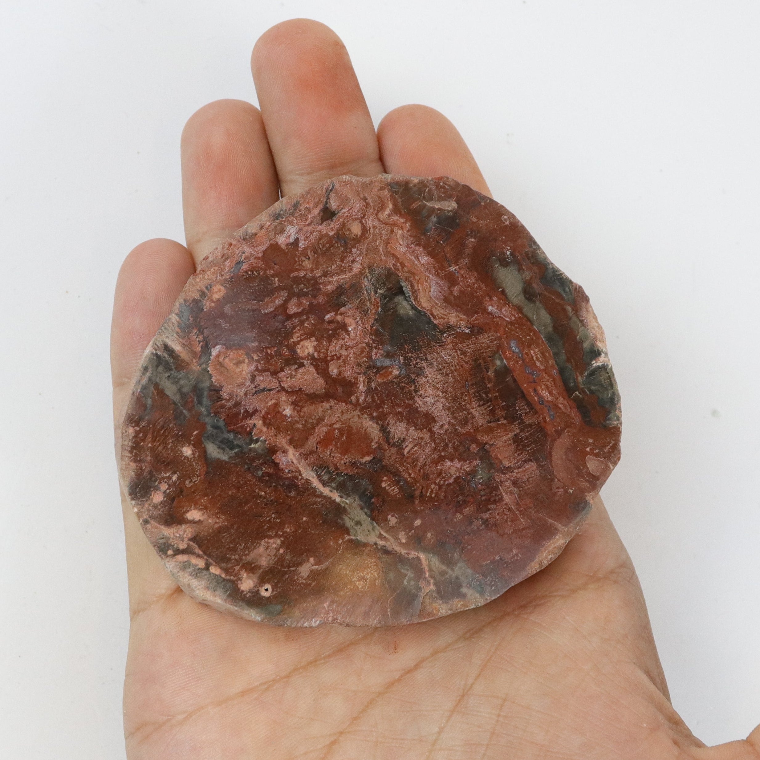 3 Inch Petrified Wood Slab D15