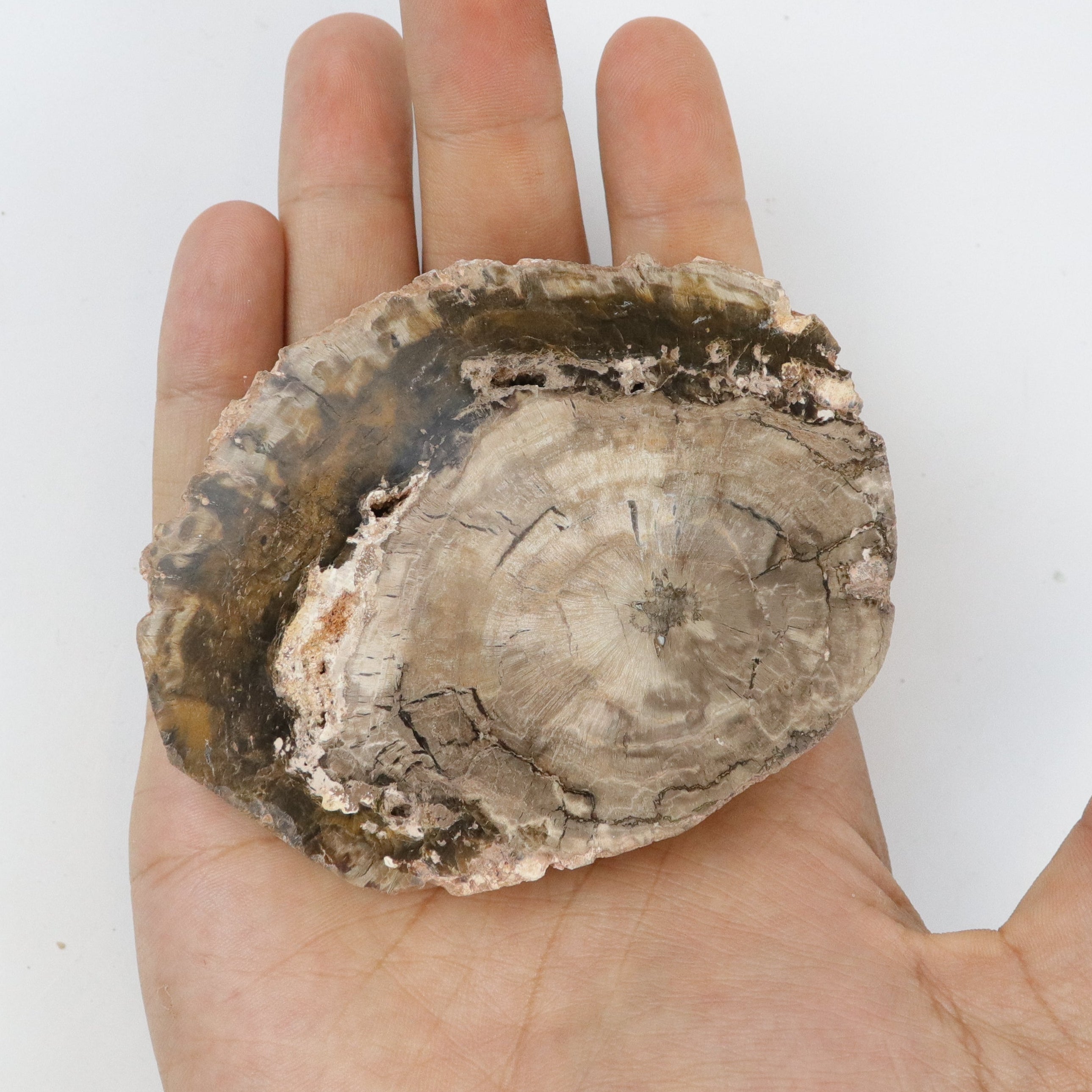 3.5 Inch Petrified Wood Slab L18