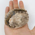 3.5 Inch Petrified Wood Slab L18