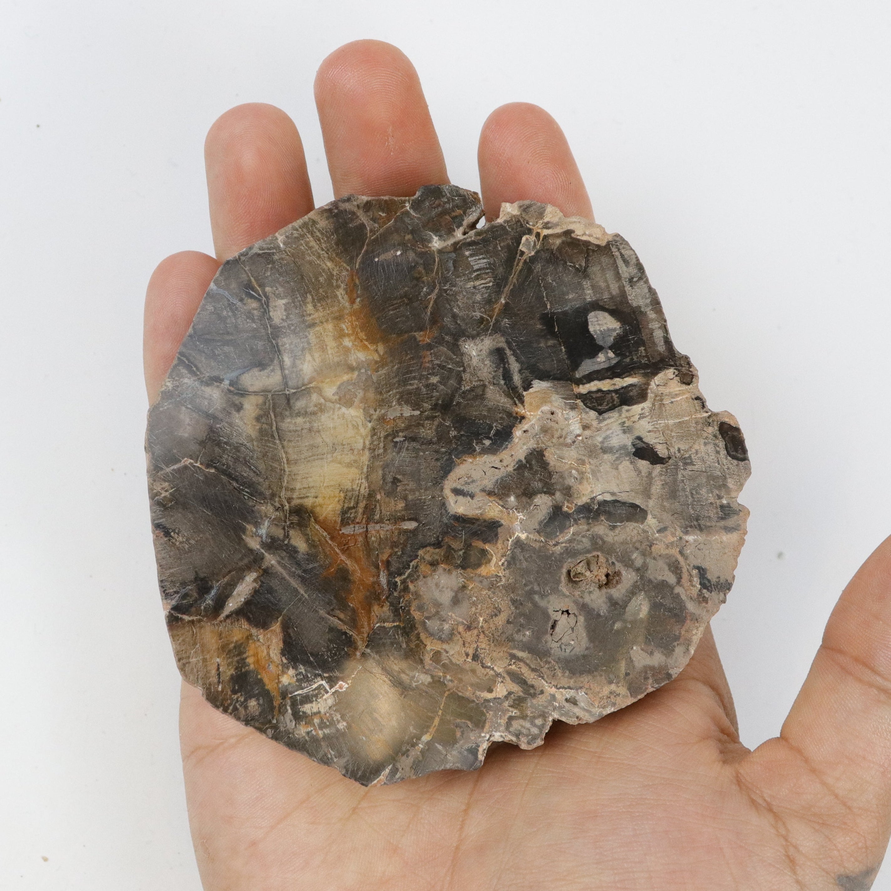 3.75 Inch Petrified Wood Slab F18