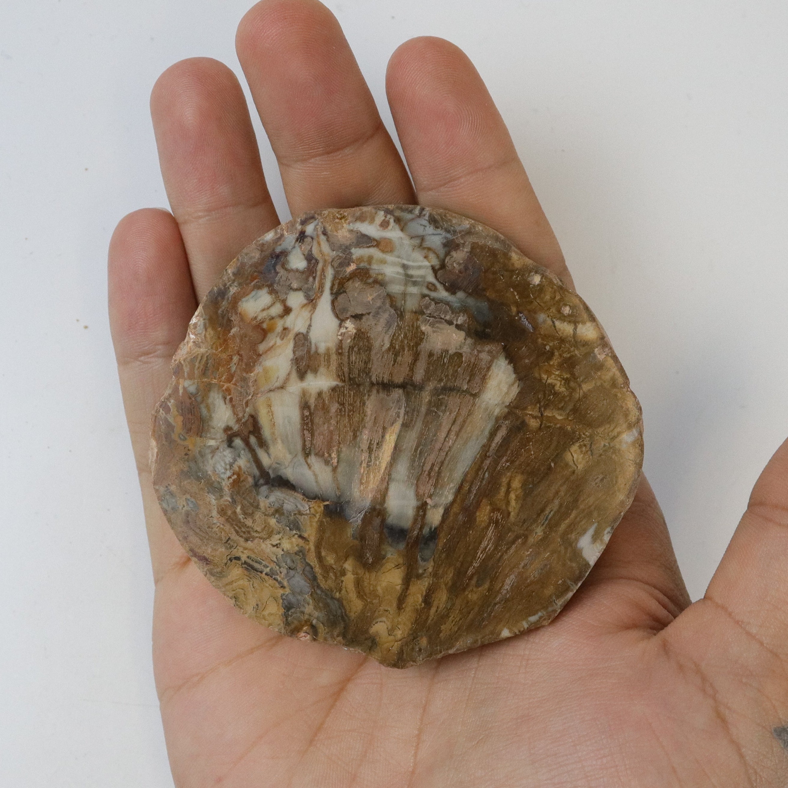 3 Inch Petrified Wood Slab Q15