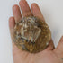 3 Inch Petrified Wood Slab Q15