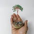 4 Inch Aventurine Gem Chip Tree $17