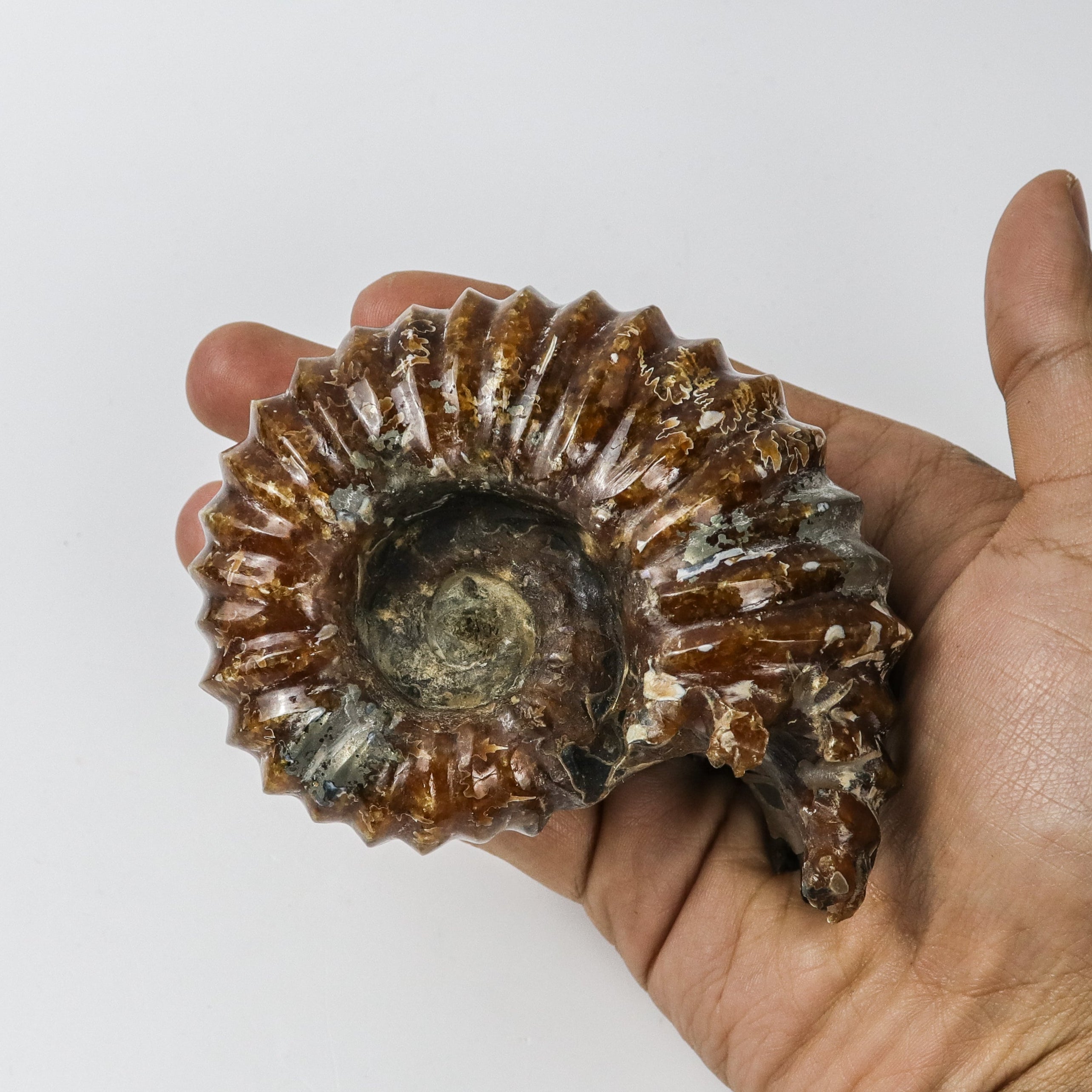 3.5 Inch Ammonite Specimen $28