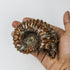 3.5 Inch Ammonite Specimen $28