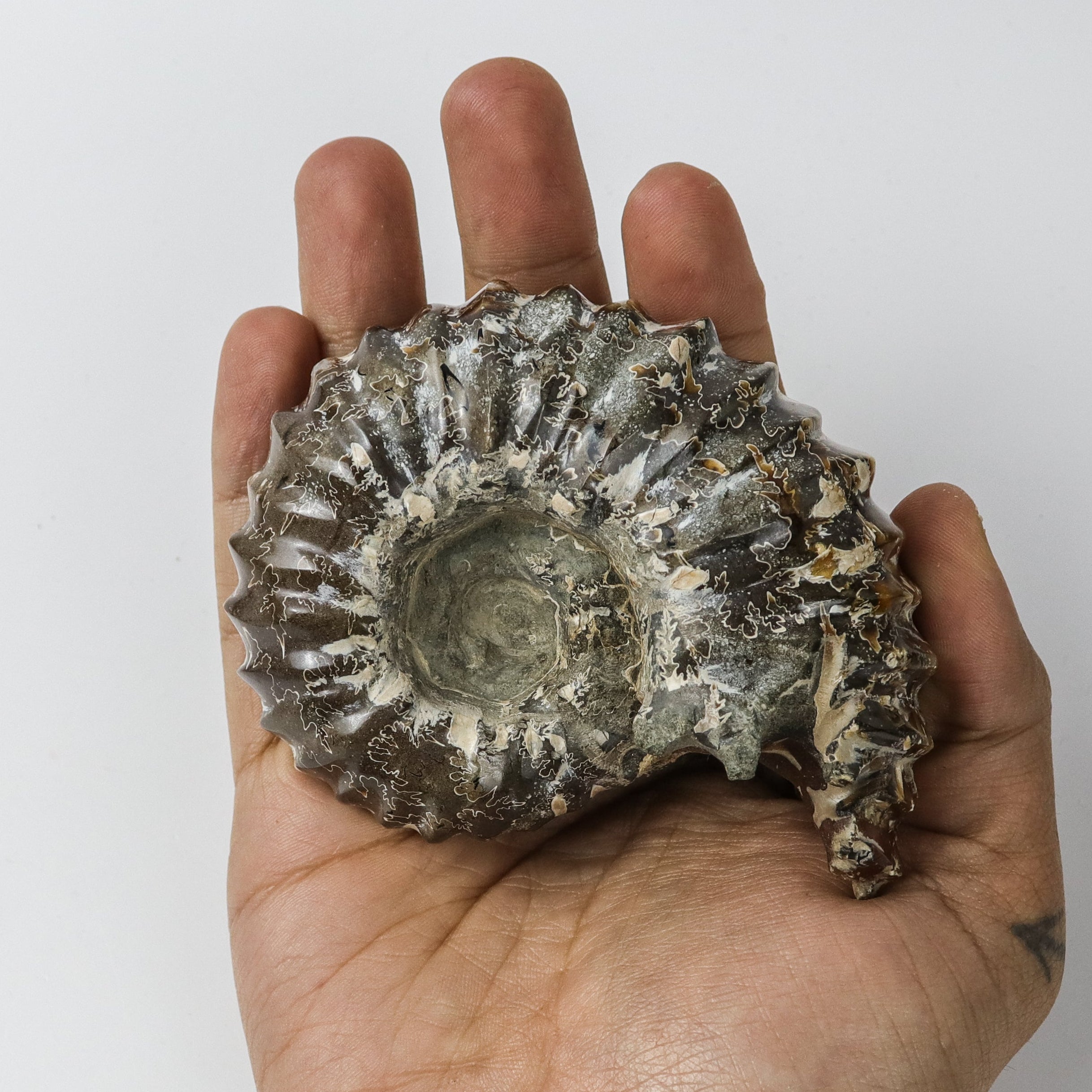 3.5 Inch Ammonite Specimen $22