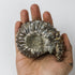 3.5 Inch Ammonite Specimen $22