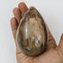 3.5 Inch Petrified Wood Egg $30