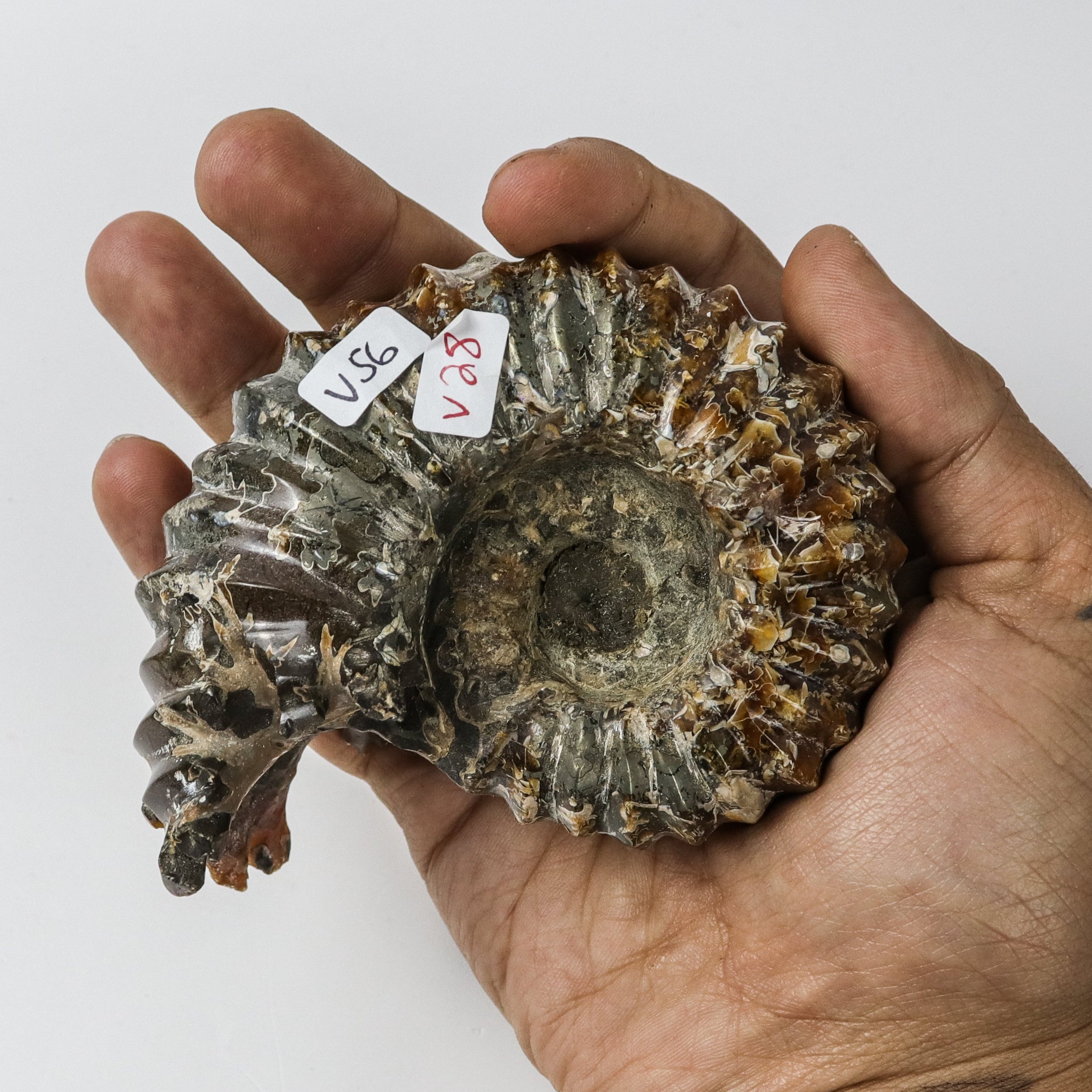 3.5 Inch Ammonite Specimen $28