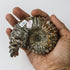 3.5 Inch Ammonite Specimen $28