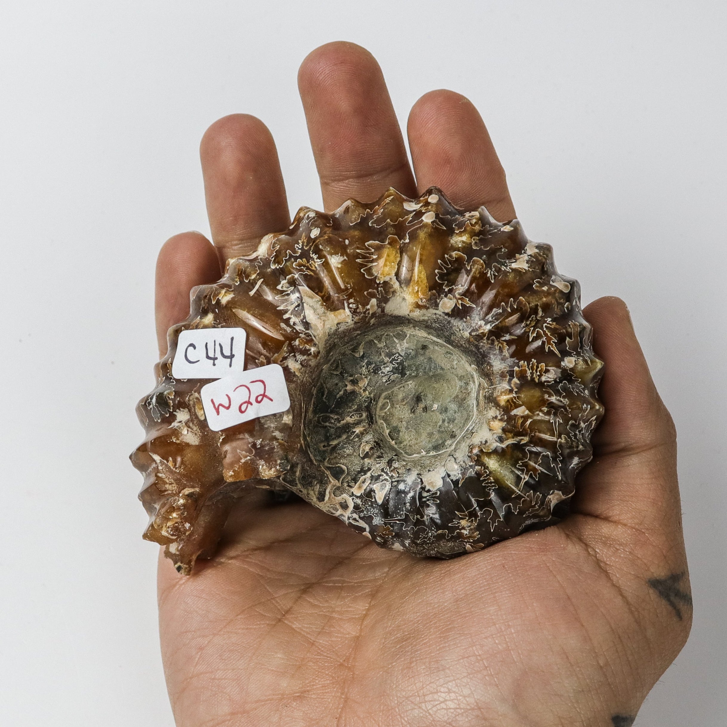 3.5 Inch Ammonite Specimen $22
