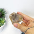 2 Inch White Rutile In Quartz P64
