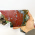 7 Inch Orbicular Jasper Slab C99