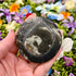 1.5 Inch Orthoceras Fossil Container with Lid H32