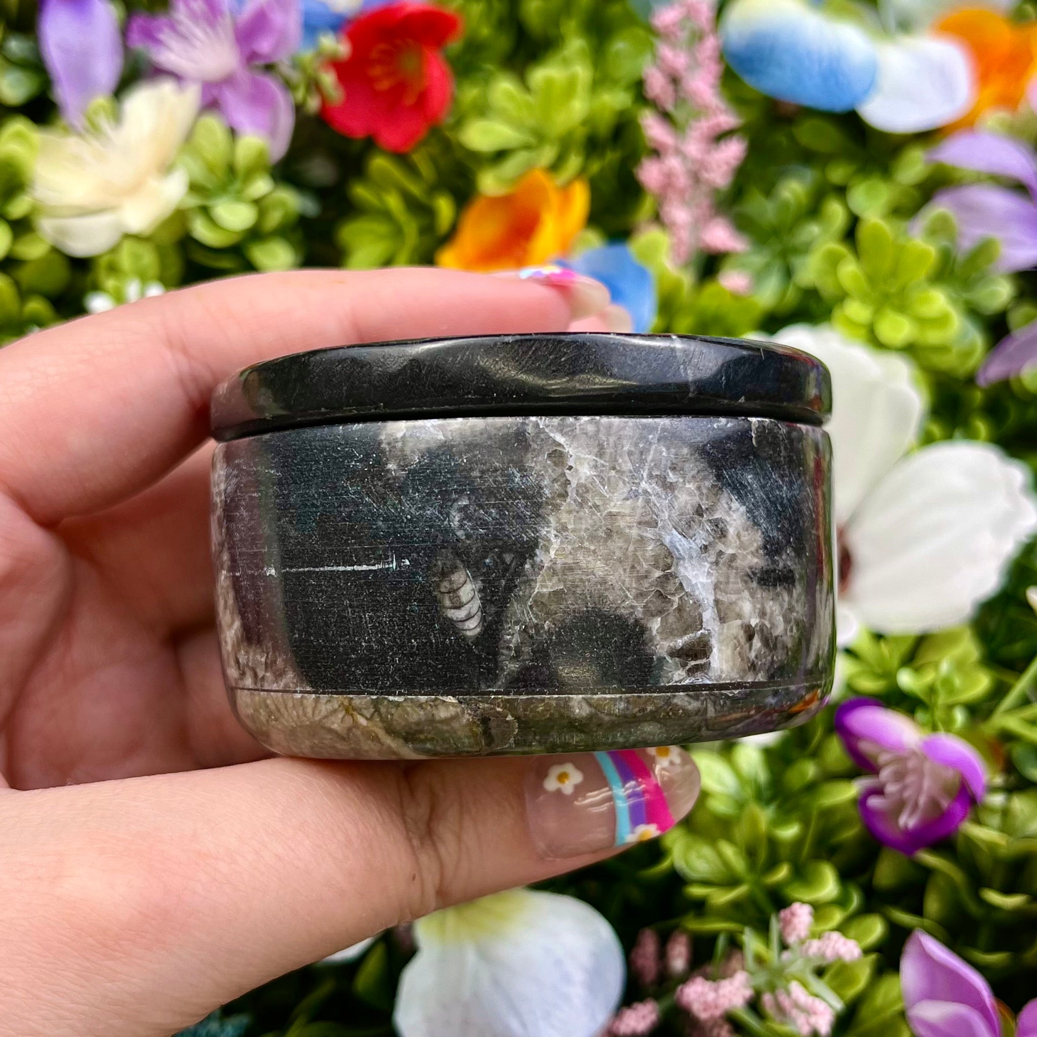1.5 Inch Orthoceras Fossil Container with Lid P32