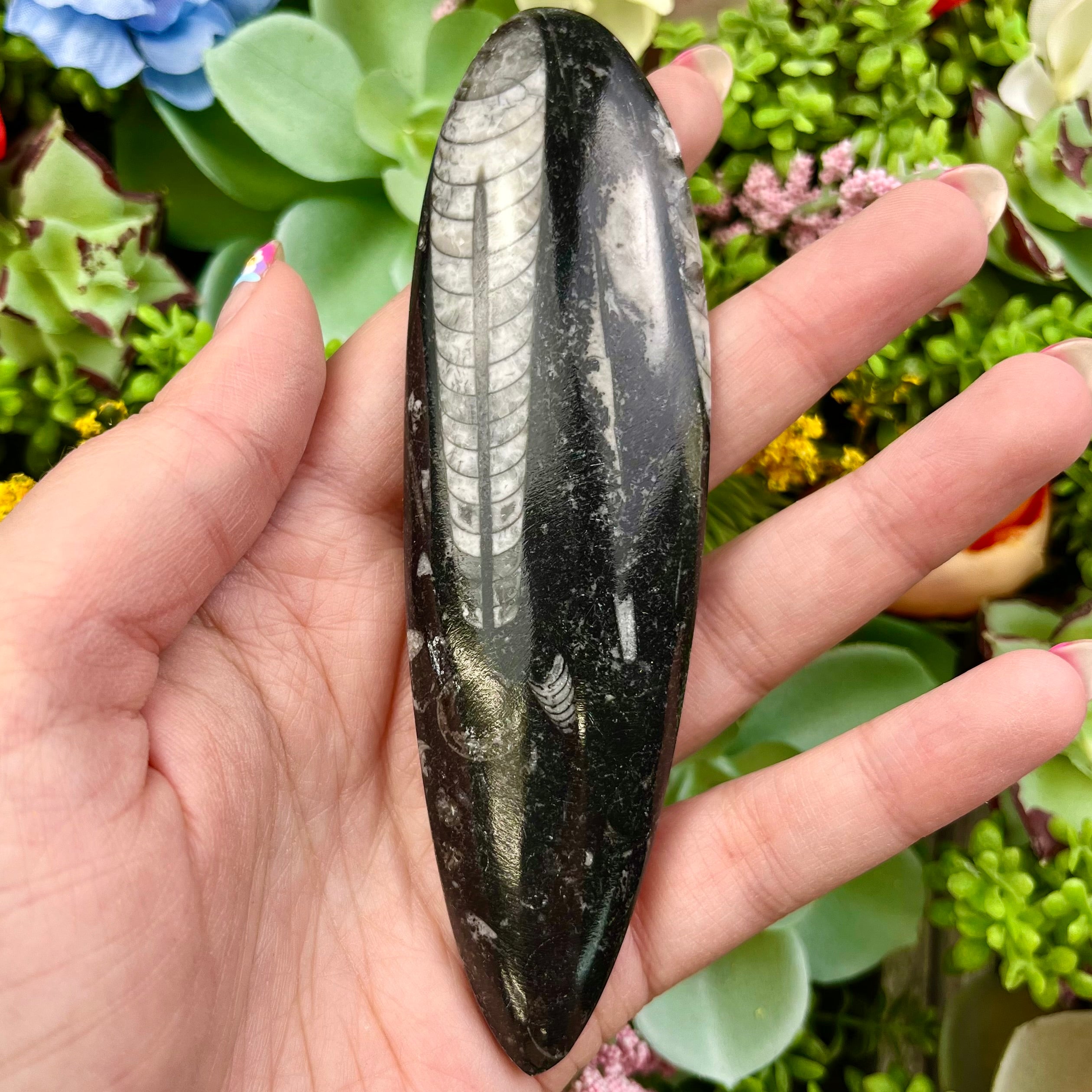 4.75 Inch Orthoceras Fossil P13