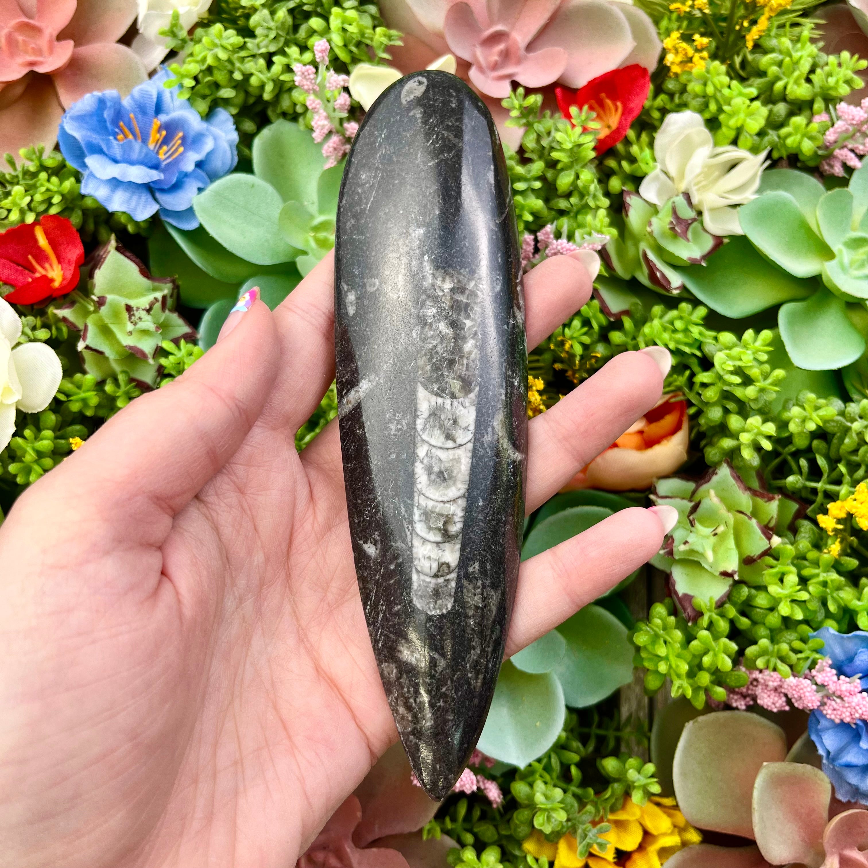 6 Inch Orthoceras Fossil A22