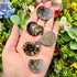 1 - 1.25 Inch Ammonite Shells