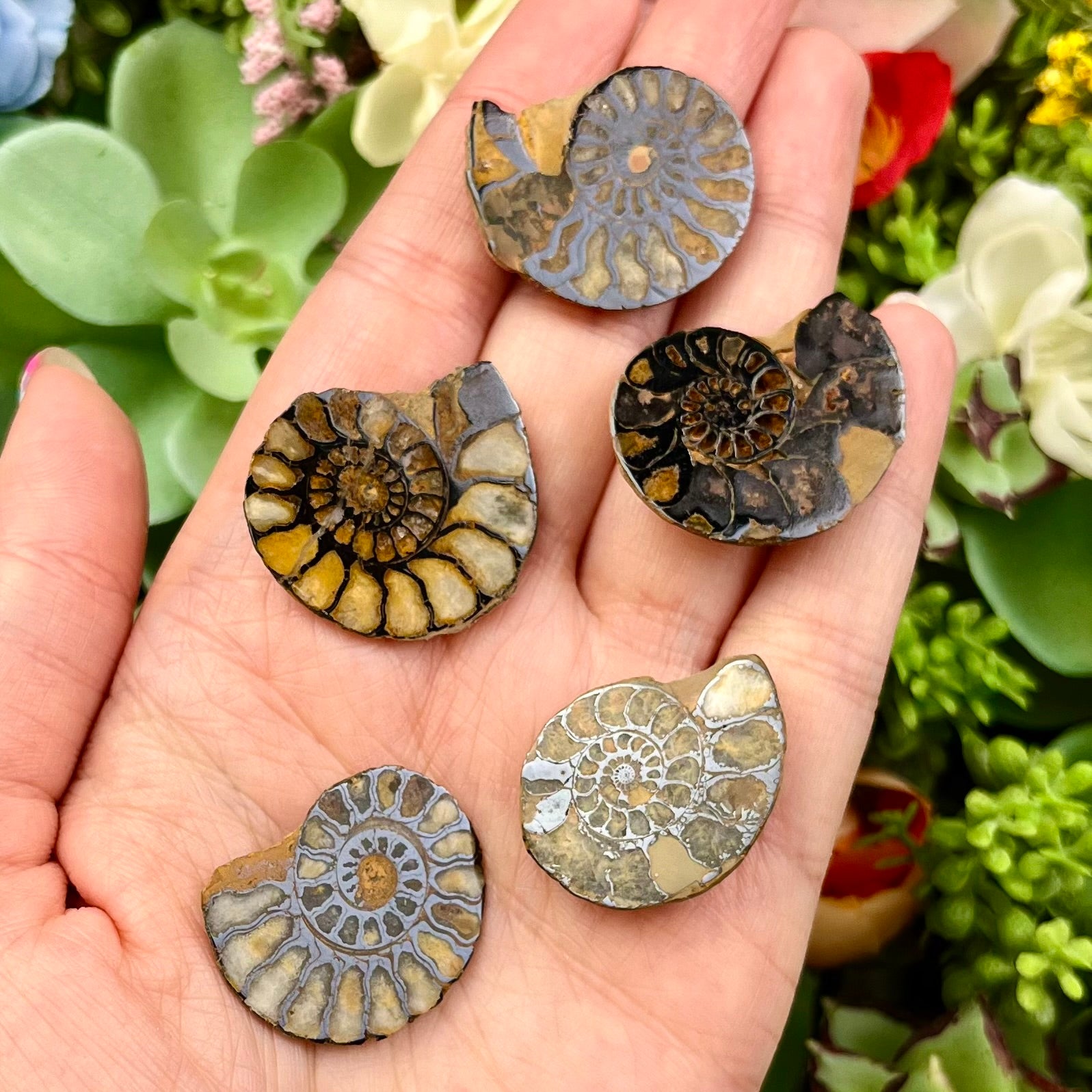1.25 - 1.5 Inch Ammonite Shells