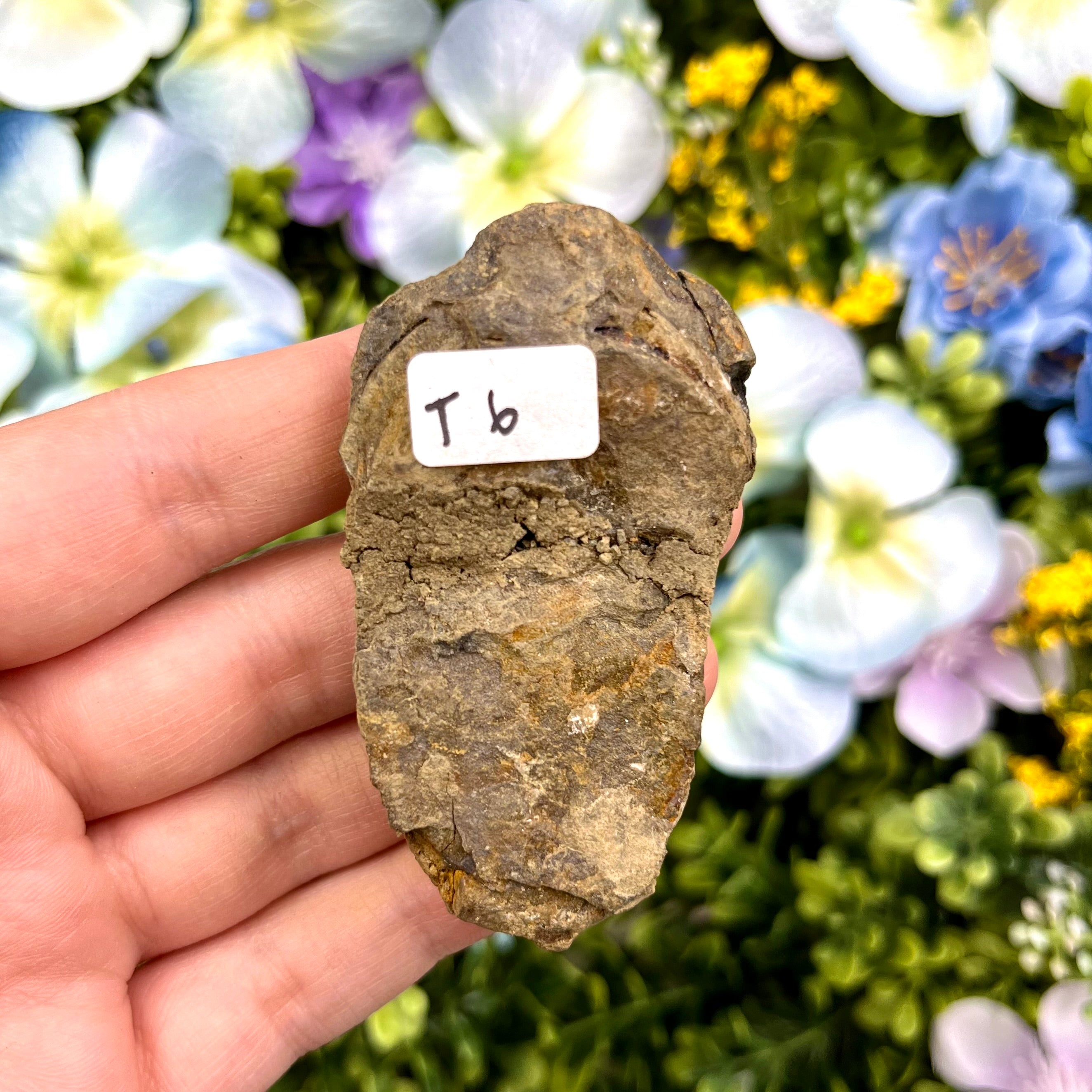 2.5 Inch Trilobite Fossil T6