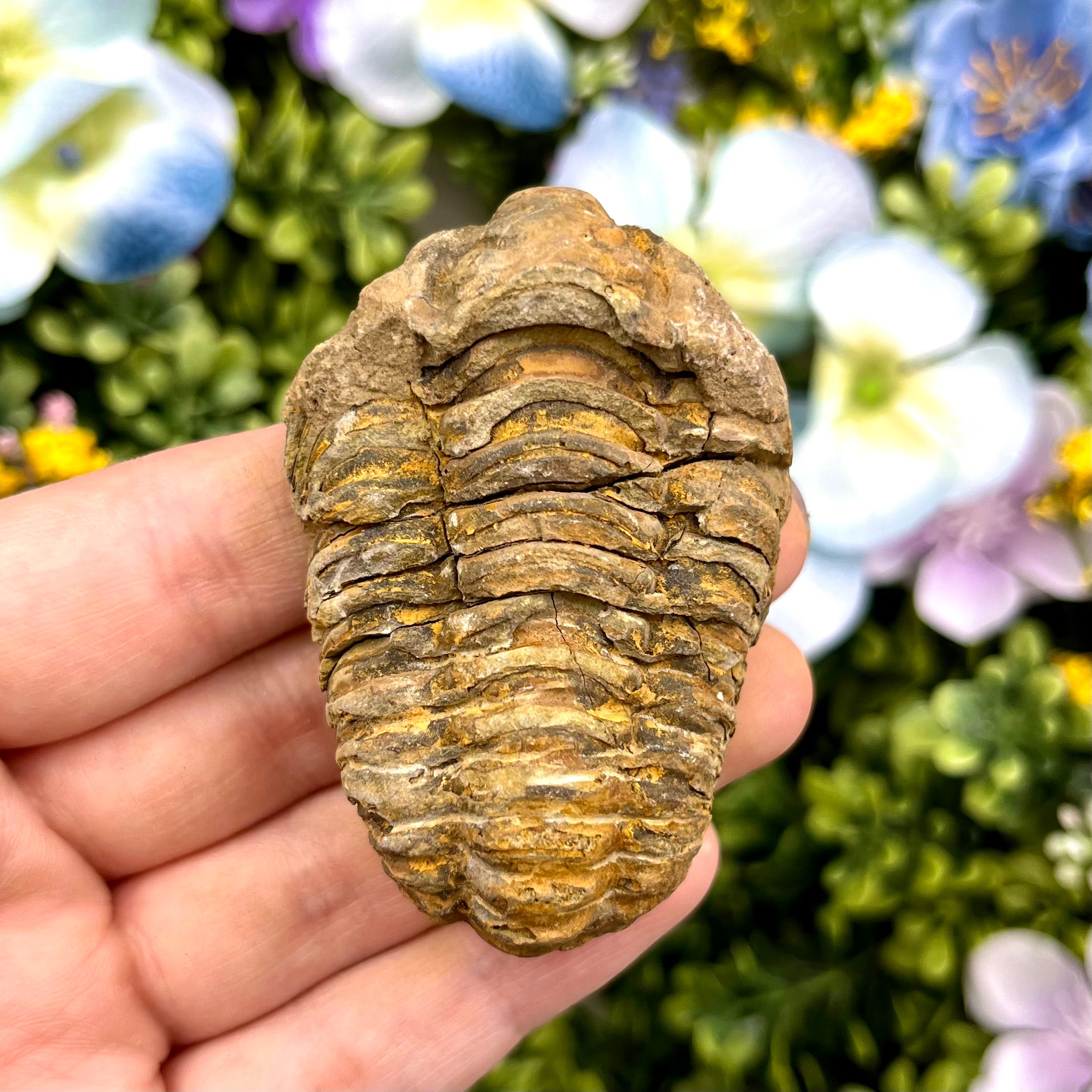 2.5 Inch Trilobite Fossil U8