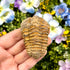 2.25 Inch Trilobite Fossil R10