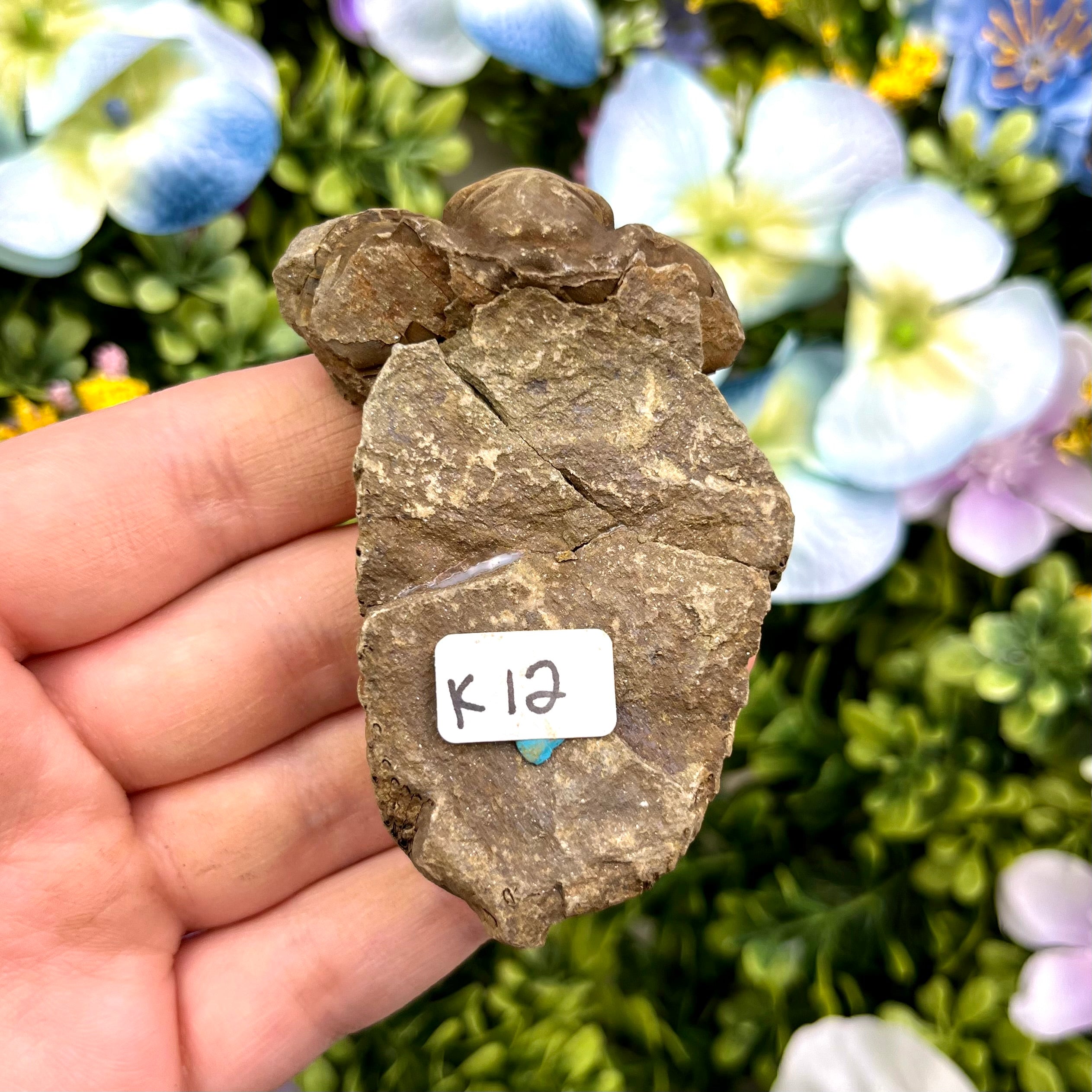 2.5 Inch Trilobite Fossil K12