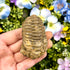 2.5 Inch Trilobite Fossil J14