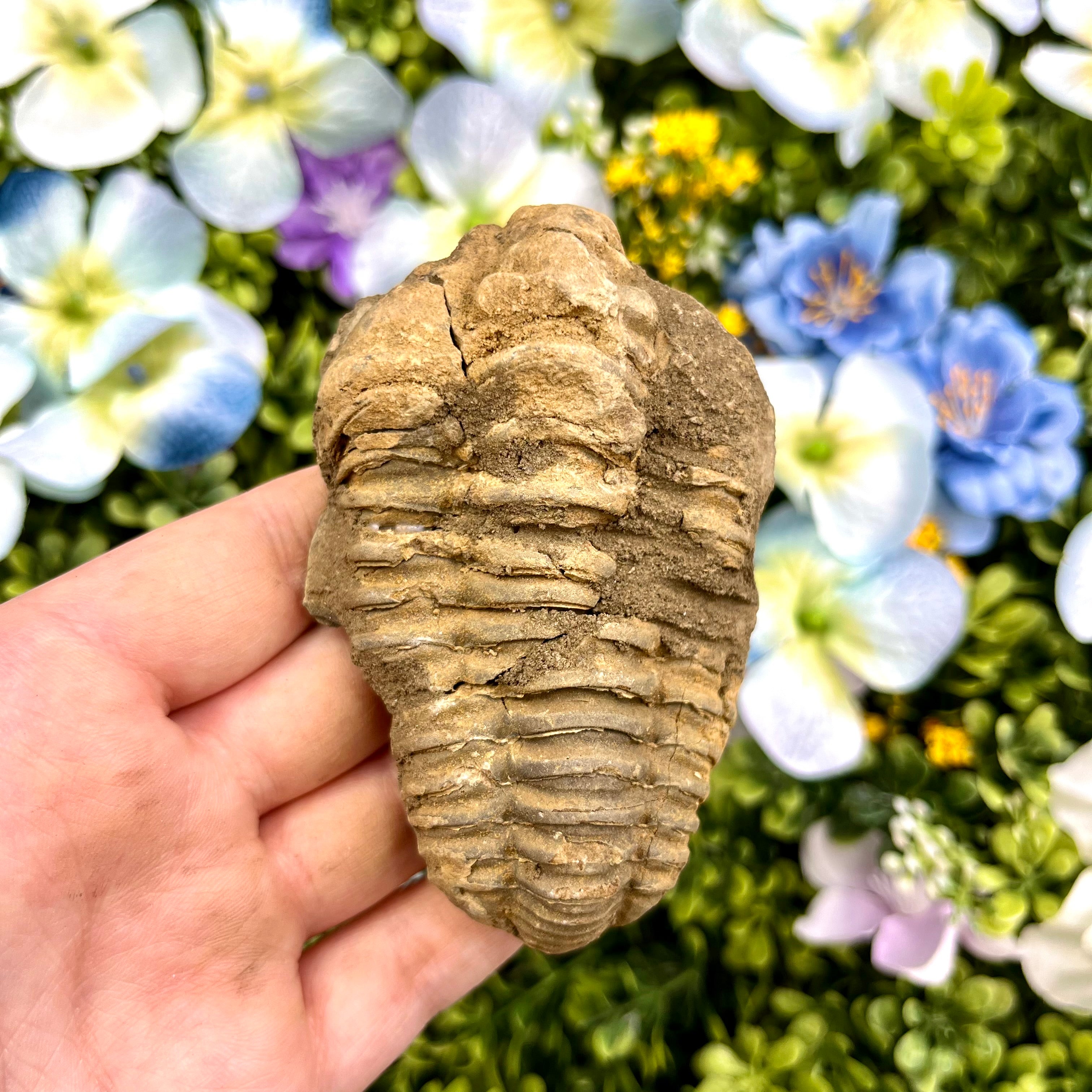 3.5 Inch Trilobite Fossil N16