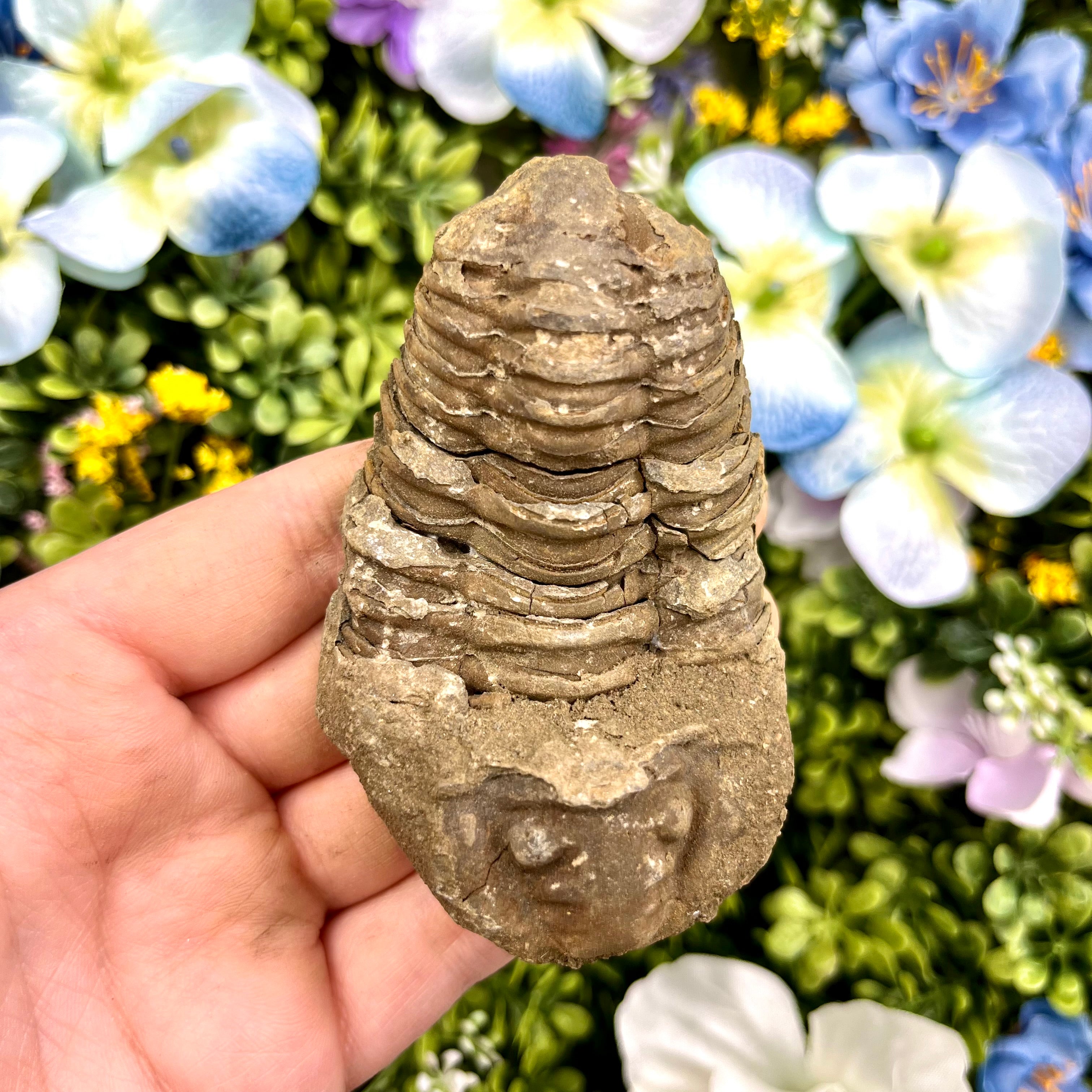 2.5 Inch Trilobite Fossil C18