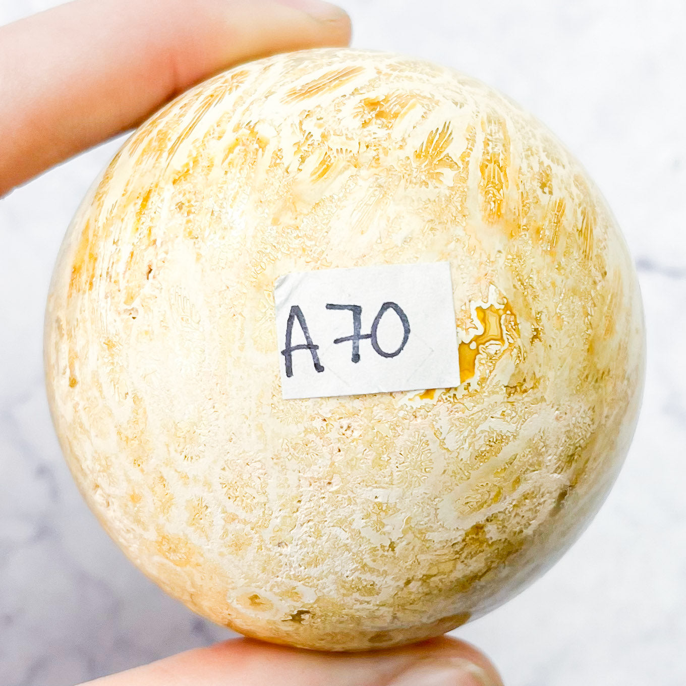 2.25 Inch Fossilized Coral Sphere A70